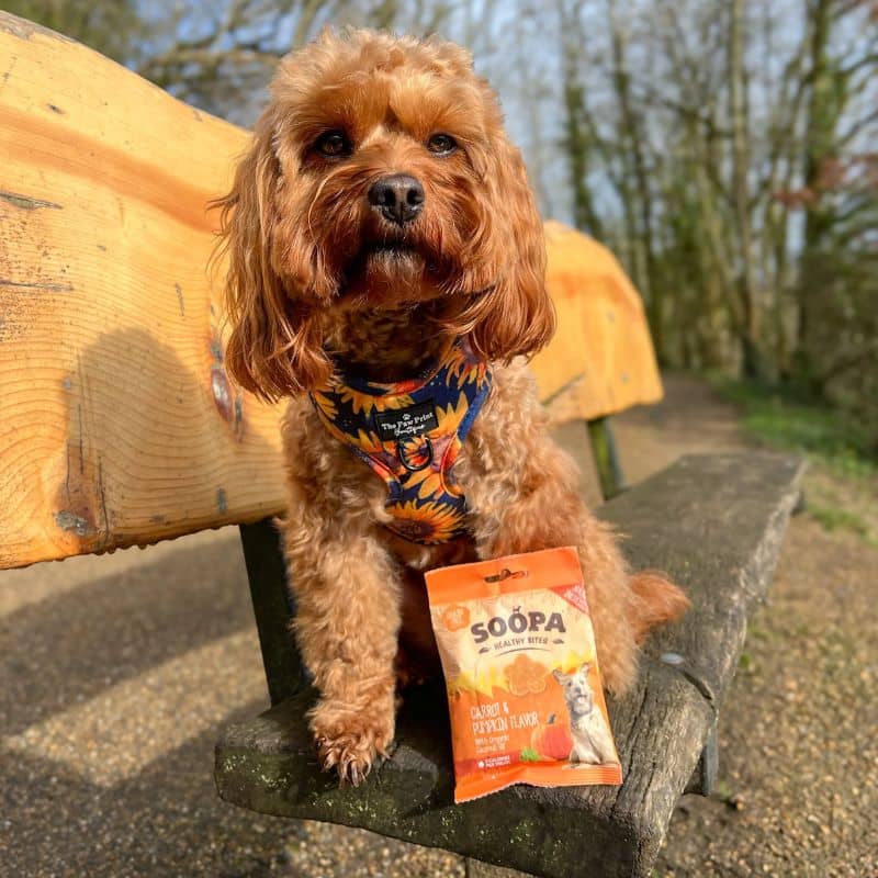 Friandises healthy Bites de la marque Soopa à la carotte et à la citrouille pour chien