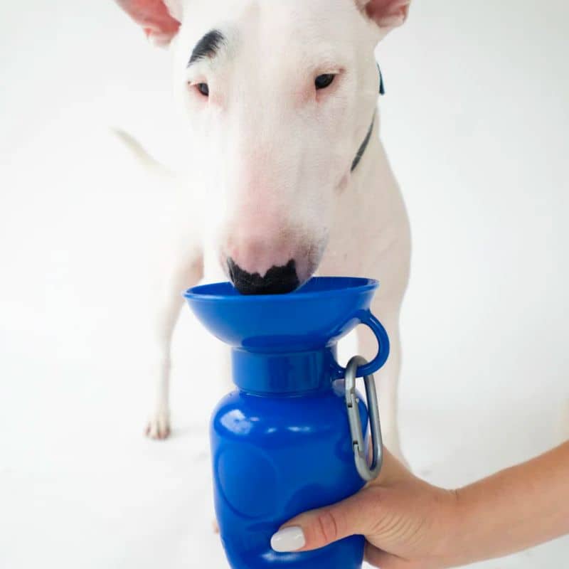 Gourde pour chien avec distributeur d'eau - 65cl Gris - Springer