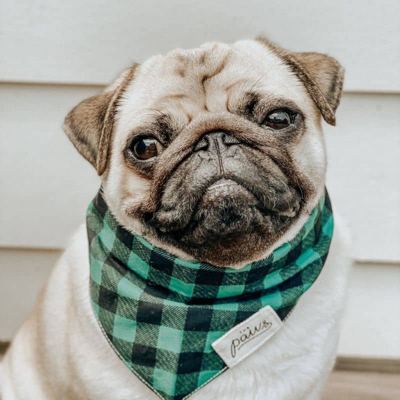 Carlin avec un bandana pour chien motif bucheron carreaux vert de the paws