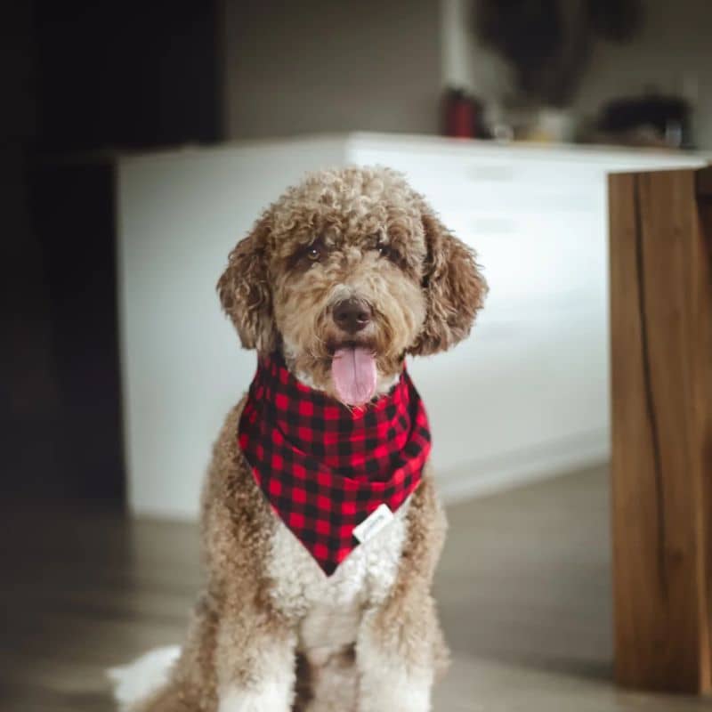 Chien avec bandana modèle whisey de the paws - carreaux rouge