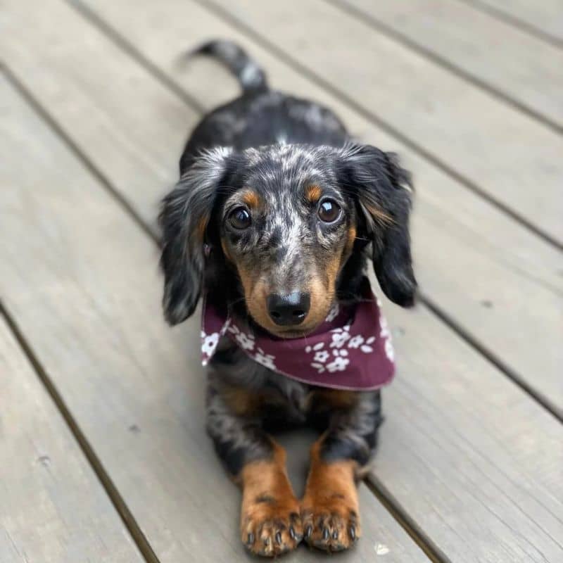 Teckel avec bandana pour chien en coton de the paws en bordeaux avec fleurs