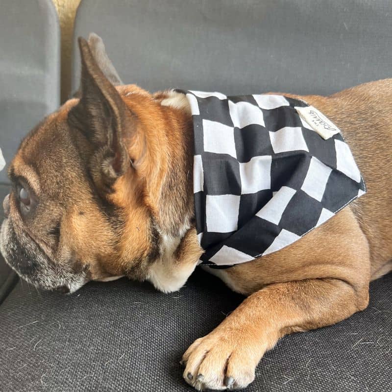 Bouledogue français avec bandana pour chien en coton à damier noir et blanc