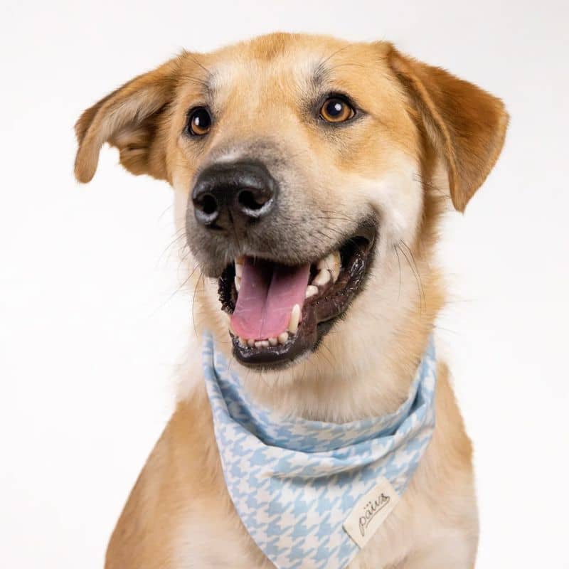 Chien avec bandana motif pied de poule bleu ciel de the paws