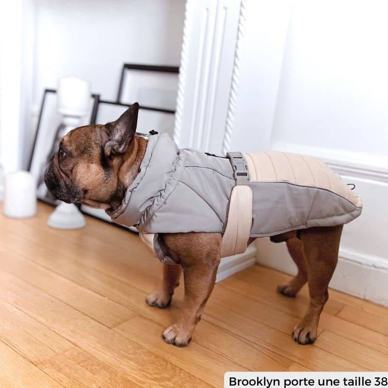 Bouledogue français avec manteau pour chien chaud et imperméable