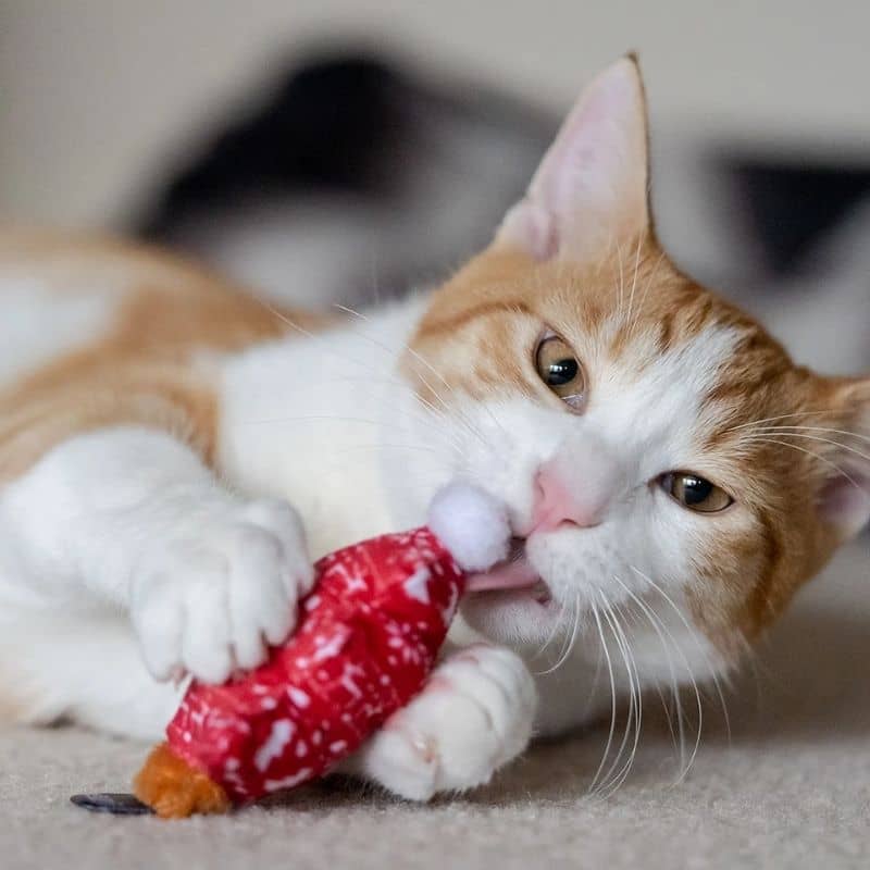 Jouets originaux pour chat fourrés à l'herbe à chat pour Noel